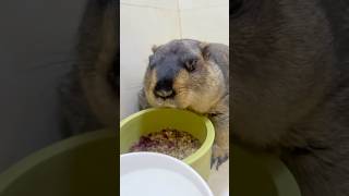 Adorable Pet Marmot Feeding Time cute marmot cutepets cuteanimals marmotta animals marmota [upl. by Julee]