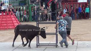 ALCANAR  T   MARTES 14052024  GANADERIA VTE BENAVENT QUATRETONDA  V   VIDEOS TOT de BOUS [upl. by Platon]