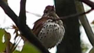 Wood Thrush singing song closeup [upl. by Annaierb4]