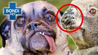 Weirdest Looking Animals 😲  Bondi Vet Compilation  Bondi Vet [upl. by Viglione]