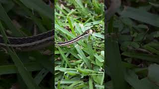 Little Snake in the Grass snake louisiana nature [upl. by Schonfeld]