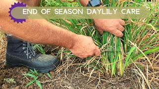 Daylilies Finished Blooming Heres What to Do  Oakes Daylilies [upl. by Samoht733]