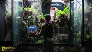 I Added Animals Into My Giant Canopy Vivarium [upl. by Ayvid]