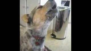 Milo the Cattle Dog Sings in the Kitchen [upl. by Htebilil]