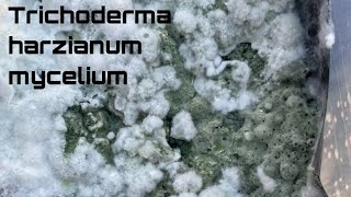 how to deal with CONTAMINATION Trichoderma harzianum mycelium mycology [upl. by Girvin736]