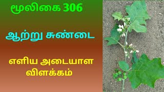 ஆற்று சுண்டைSolanum TorvumAatru sundaiஅலசல்Alasal [upl. by Ahsile]