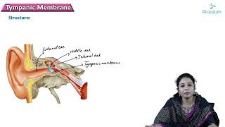 Tympanic membrane  Head and Neck Anatomy  MBBS Lecture [upl. by Natalia]