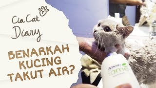 Benarkah Kucing Takut Air  Cia Cat Diary  Ep 10 [upl. by Sawyer836]