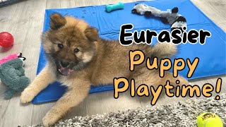 Eurasier Puppy Playtime eurasierpuppy playtime [upl. by Aleahcim]