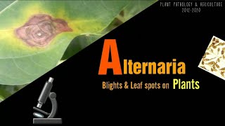 Alternaria blight and leaf spots on plants  Symptoms and control [upl. by Ibed]