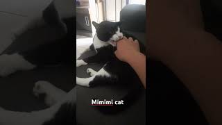 Mimimi Cat [upl. by Adil]