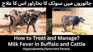 Milk Fever in Buffalo Treatment  Sootak Bukhar  Parturient Paresis  Hypocalcemia [upl. by Argus]