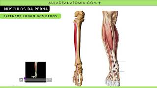 RESUMO MÚSCULOS DA PERNA anatomy anatomiaclinica anatomia enfermagem fisioterapeuta medico [upl. by Eibob]