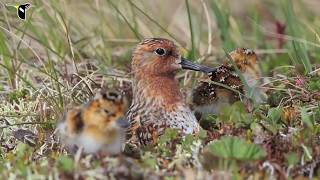 Spoonbilled Sandpiper Hatch [upl. by Loma257]