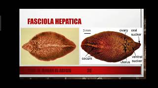 Classification of Triploblastic Acoelomates  The Smaller Lophotrochozoan Phyla Explained in Urdu [upl. by Xella505]