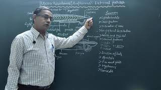 External features of BranchiostomaAmphioxus [upl. by Hagerman]