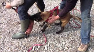 Khéops chiot malinois 4 mois pensiondressage [upl. by Adrial378]