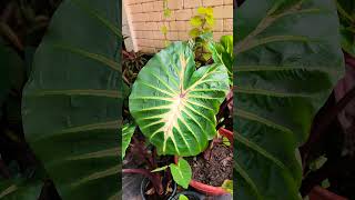 Colocasia Plant വെള്ളത്തിൽ വളരുന്ന ചേമ്പ് [upl. by Delmar587]