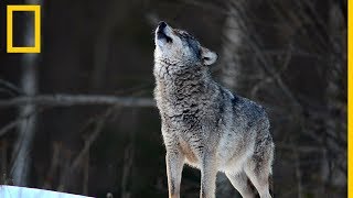 Lobos 101  National Geographic en Español [upl. by Rennoc]