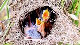 Babies Grown Bird Waiting Food Eat in Nest Near Lake underwater  BirdsLifeCycle [upl. by Trellas824]