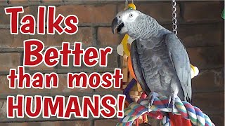 Einstein Parrot can talk better than most humans [upl. by Eelarak]