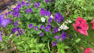 Blue Geraniums Flowers Plants in my Garden [upl. by Euqinim]