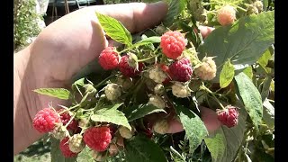 Primocane raspberries  growing and propagation in hot climates [upl. by Hachmann]