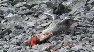 Giant Petrel Eating Baby Penguin Alive [upl. by Herzog]