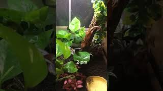 I luv u guys  therianthrophy therian furry crestie crestedgecko gecko cute [upl. by Ileane]