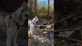 Dog season dogshorts dogsofyoutube husky huskylife autumn [upl. by Atilol]