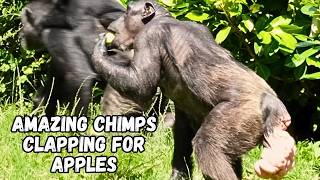 Intelligent Chimpanzees Applauding For Apples [upl. by Warchaw]