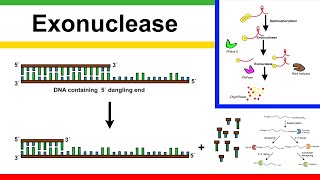 exonuclease [upl. by Hcurab]