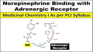 How Noradrenaline  Norepinephrine binds with adrenergic receptor [upl. by Meli]