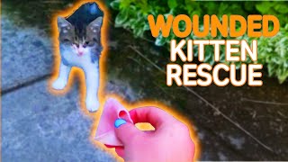 Wounded Kitten Screams To Be Rescued 🥹  PAWSOME PETS [upl. by Ericha833]