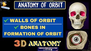 Anatomy of orbit  Boney Orbit  Orbit Anatomy in 3D  Walls of orbit mbbs youtube [upl. by Brockie]