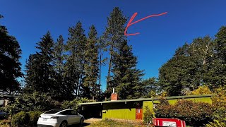 Big ponderosa pine removal in a terrible spot [upl. by Mannes]