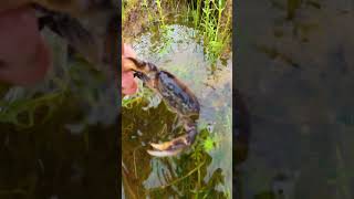 Natural freshwater crab  Crab Catching in a beautiful flooding field crab wildcrab rivercrab [upl. by Mccreary688]