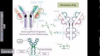 Antibody structure [upl. by Eirhtug]