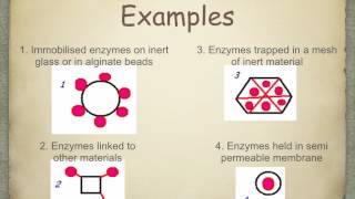 A level S5 Immobilisation of enzymes Ms Cooper [upl. by Kaasi]