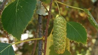 Abedul Betula pendula wwwriomoroscom [upl. by Niarb]