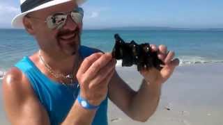 Port Jackson Shark Eggs at Callala Beach Jervis Bay [upl. by Drawyah]