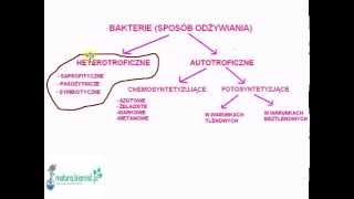 Lekcja biologii odżywianie bakterii  zadania maturalne [upl. by Sallyanne]