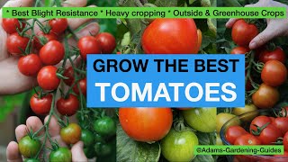 TOMATOES  GROW THE BEST  Best Blight Resistance Heavy Cropping Outside and Greenhouse Crops [upl. by Jonas]