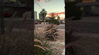 Front Yard Remodel with Rock Landscaping amp Beautiful Plant Design  TND Landscaping Las Vegas [upl. by Nylodnarb700]