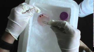 Harvesting Mouse Spleen Cells [upl. by Lenahs]