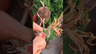 How to collect seeds from Canna lily plant gardening seeds viralshortstrendingshorts flowers [upl. by Holmes]