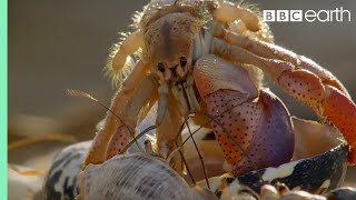 Crabs Trade Shells in the Strangest Way  BBC Earth [upl. by Nitsej]