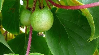 Propagating Hardy Kiwi  Spectacular Results [upl. by Notsuj]