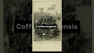 Coffea Congensis [upl. by Joann837]