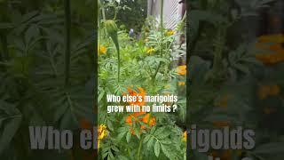 Marigolds can be wild marigold zone5b gardening shorts short containergardening organic [upl. by Cogan]